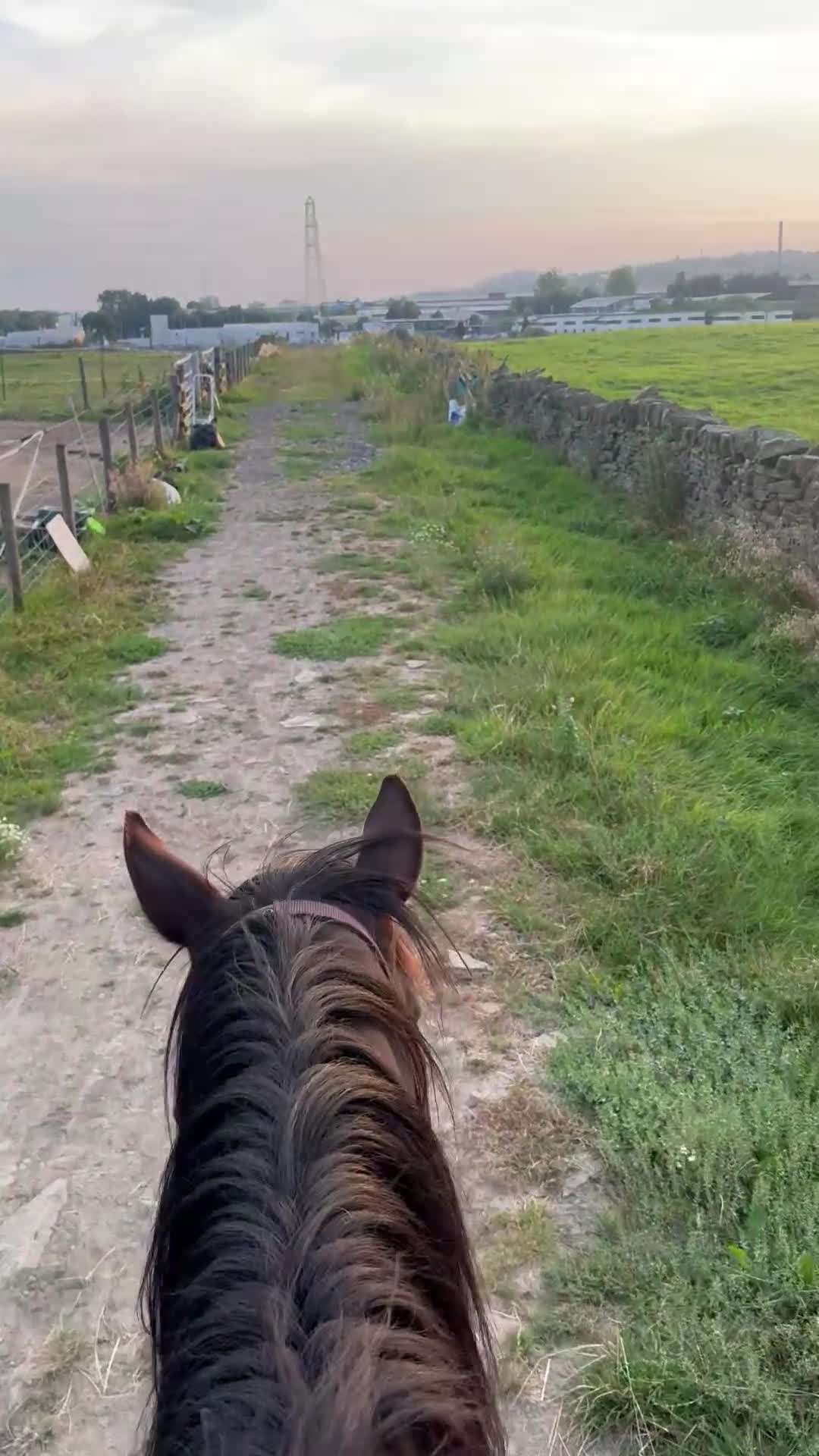 Irish Thoroughbred horses for sale: Thoroughbred and Dartmoor  - Video 3