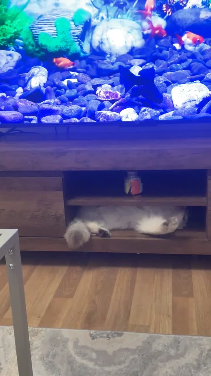 British Longhair cats for sale: PRINCESS Porscha - Video 1