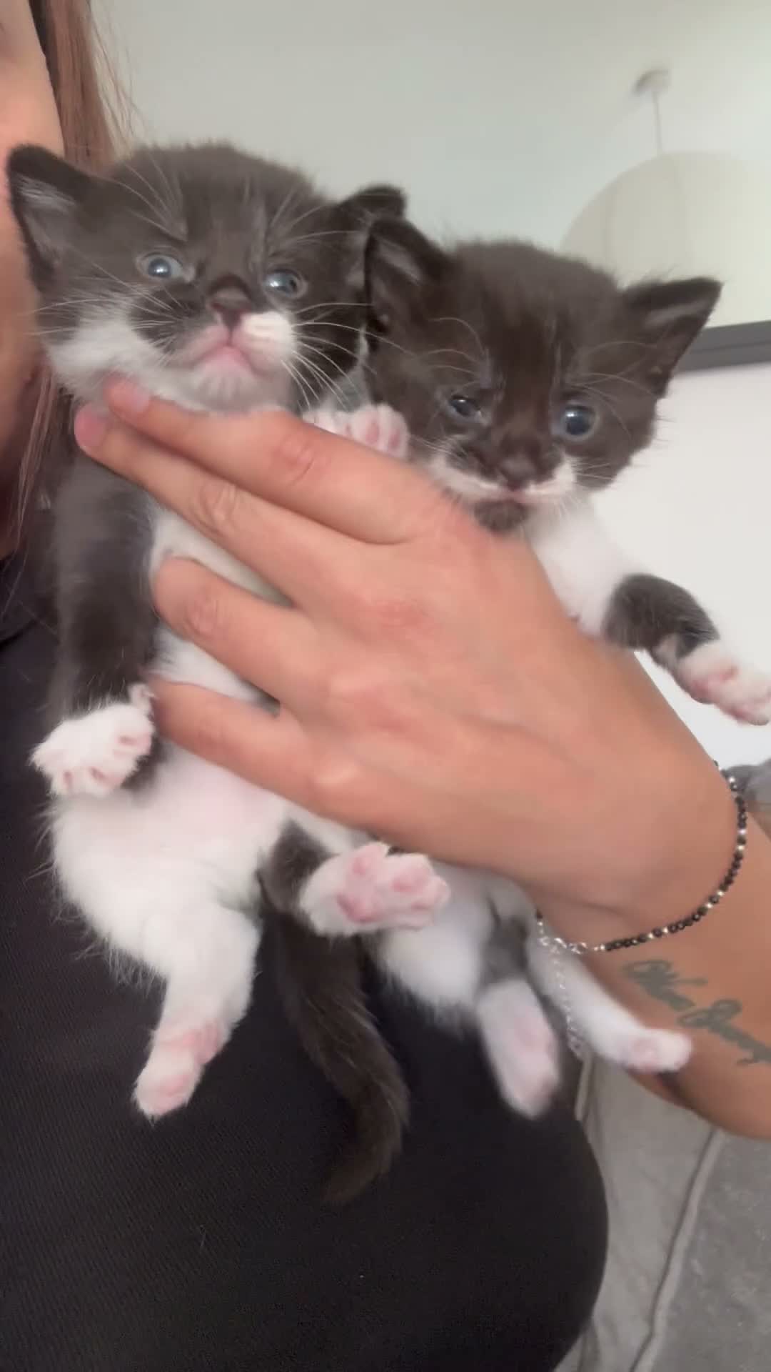 Mixed Breed cats for sale: 2 Little Kittens Looking for Their Forever Homes🐾 - Video 1