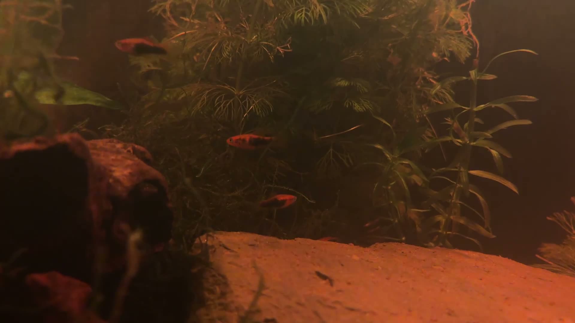 Swordtails fish for sale: Healthy Home-Bred Swordtail Juveniles in Stockport - Video 1