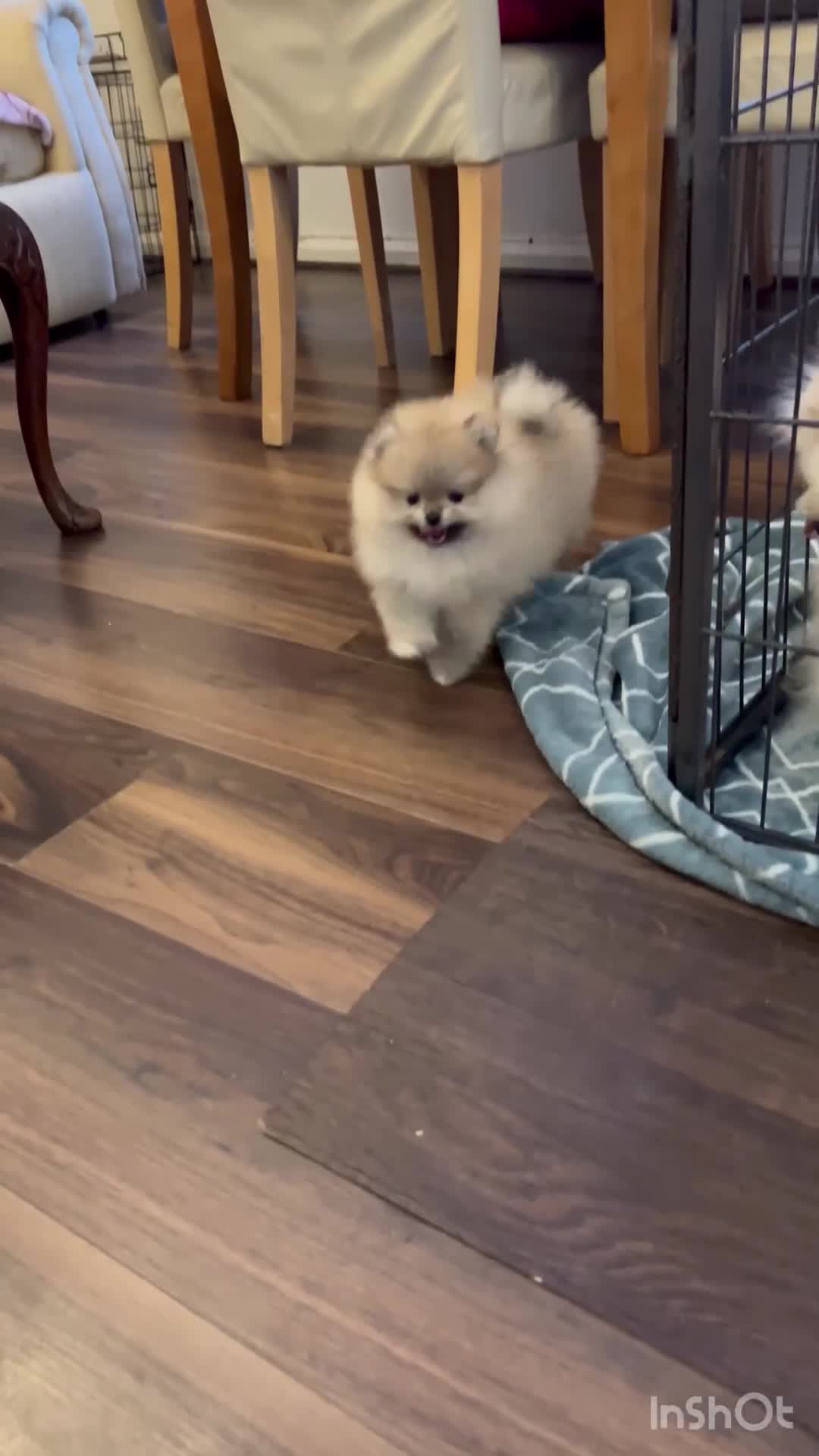 Pomeranian dogs for sale: Adorable Purebred Pomeranian Puppies – Male - Video 3