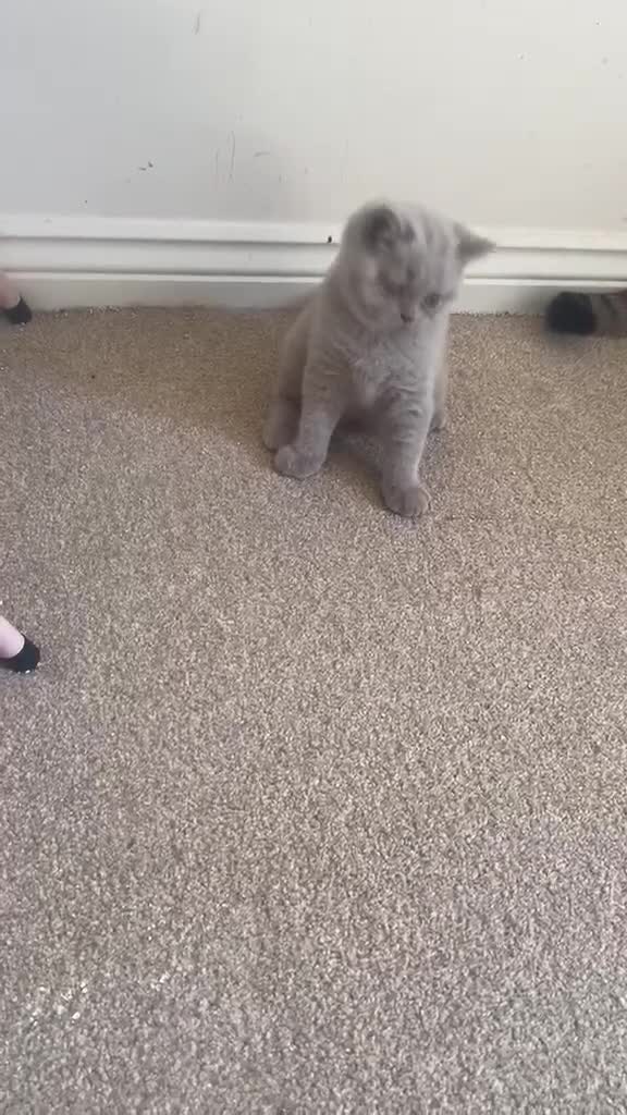 British Shorthair cats for sale: Beautiful british shorthair looking for a new home - Video 1