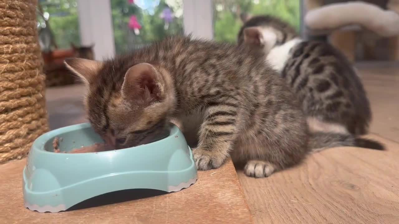 Ragdoll cats for sale: 🐾 Exceptional Ragdoll × Bengal Kittens 🐾 - Video 5