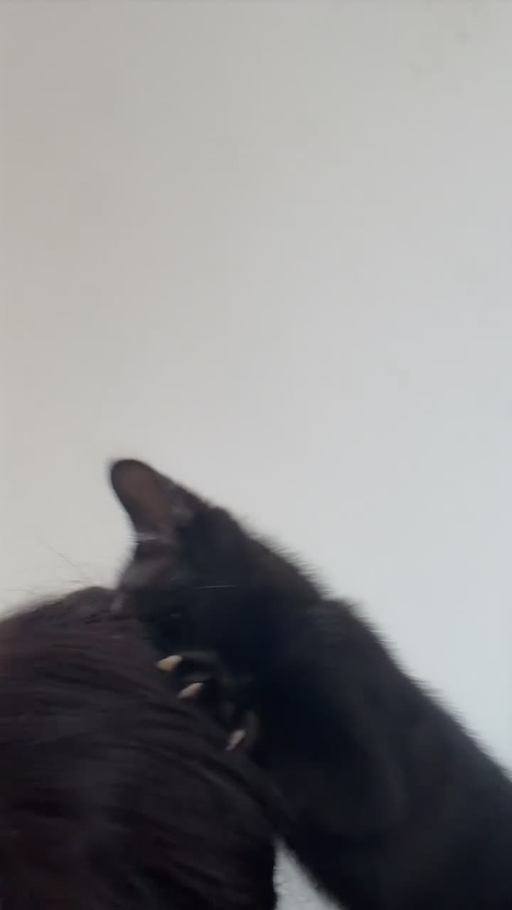 Mixed Breed cats for sale: Salem- 5/6 months old - Video 2