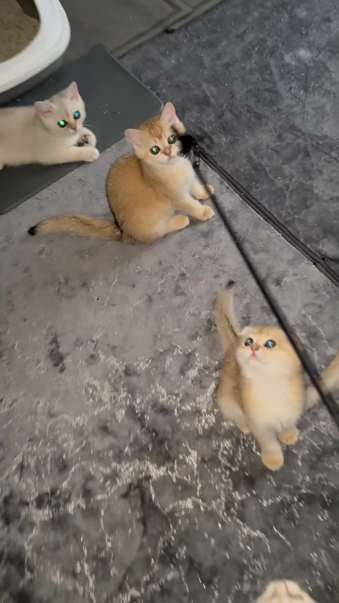 Scottish Fold cats for sale: elite purebred friendly Scottish Fold and Straight - Video 5