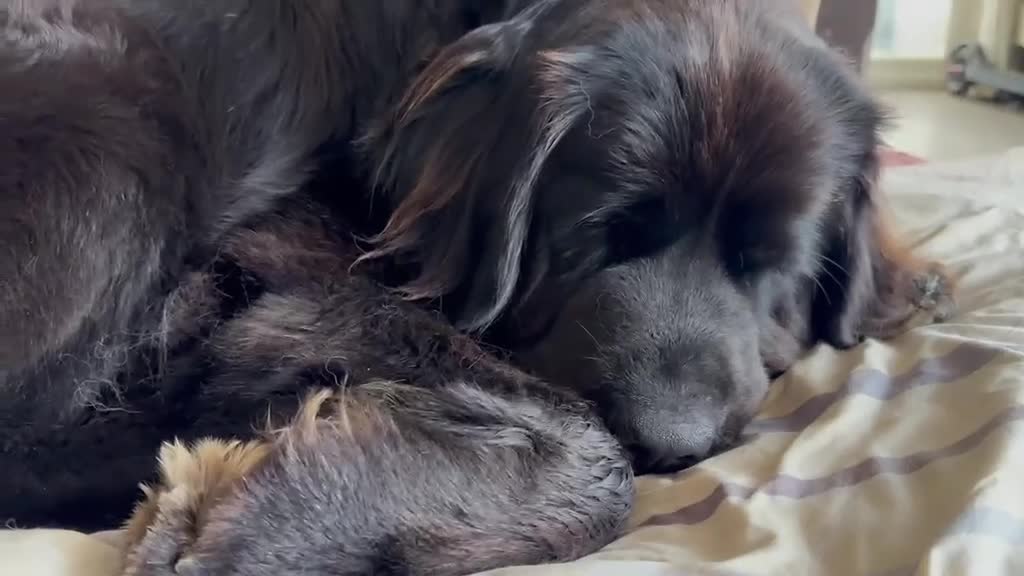 Mixed Breed dogs for sale: Tibetan Saint Puppies - 2nd Generation  - Video 3