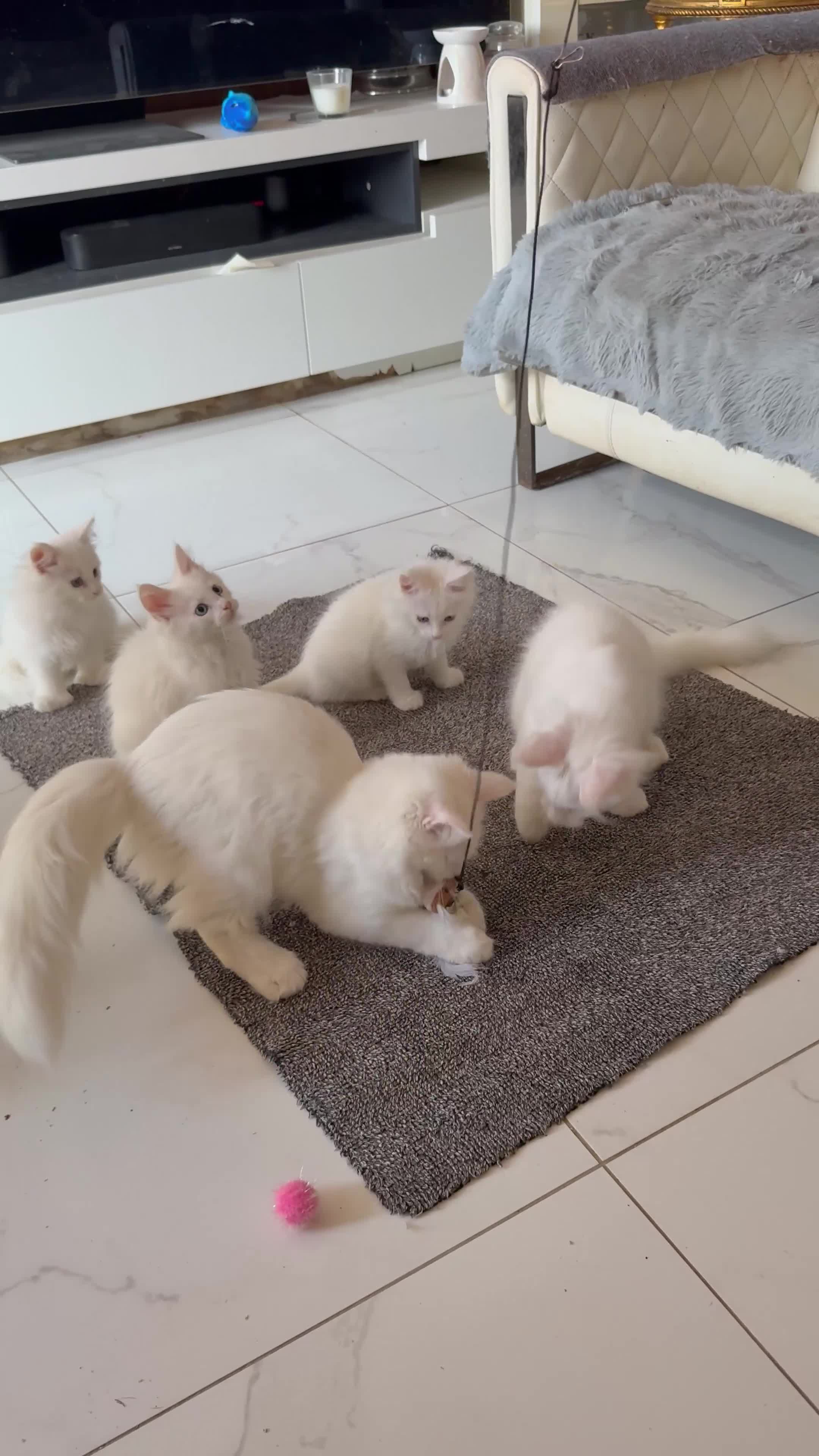 Maine Coon cats for sale: ✨ White Polydactyl Maine Coon Boy – Ready Now! ✨ - Video 1