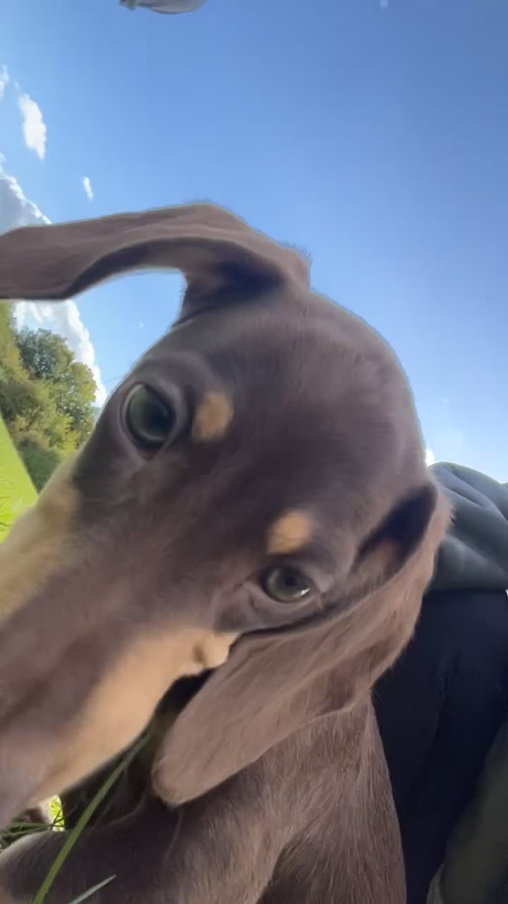 Dachshund dogs for sale: Milo  in Waltham Abbey - Video 2