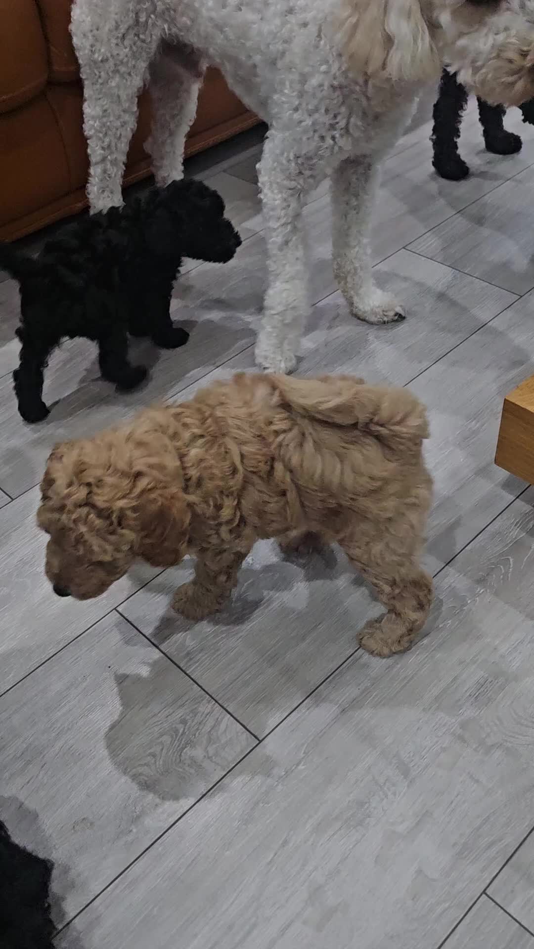 Miniature Poodle dogs for sale: Miniature poodle pups - Video 2