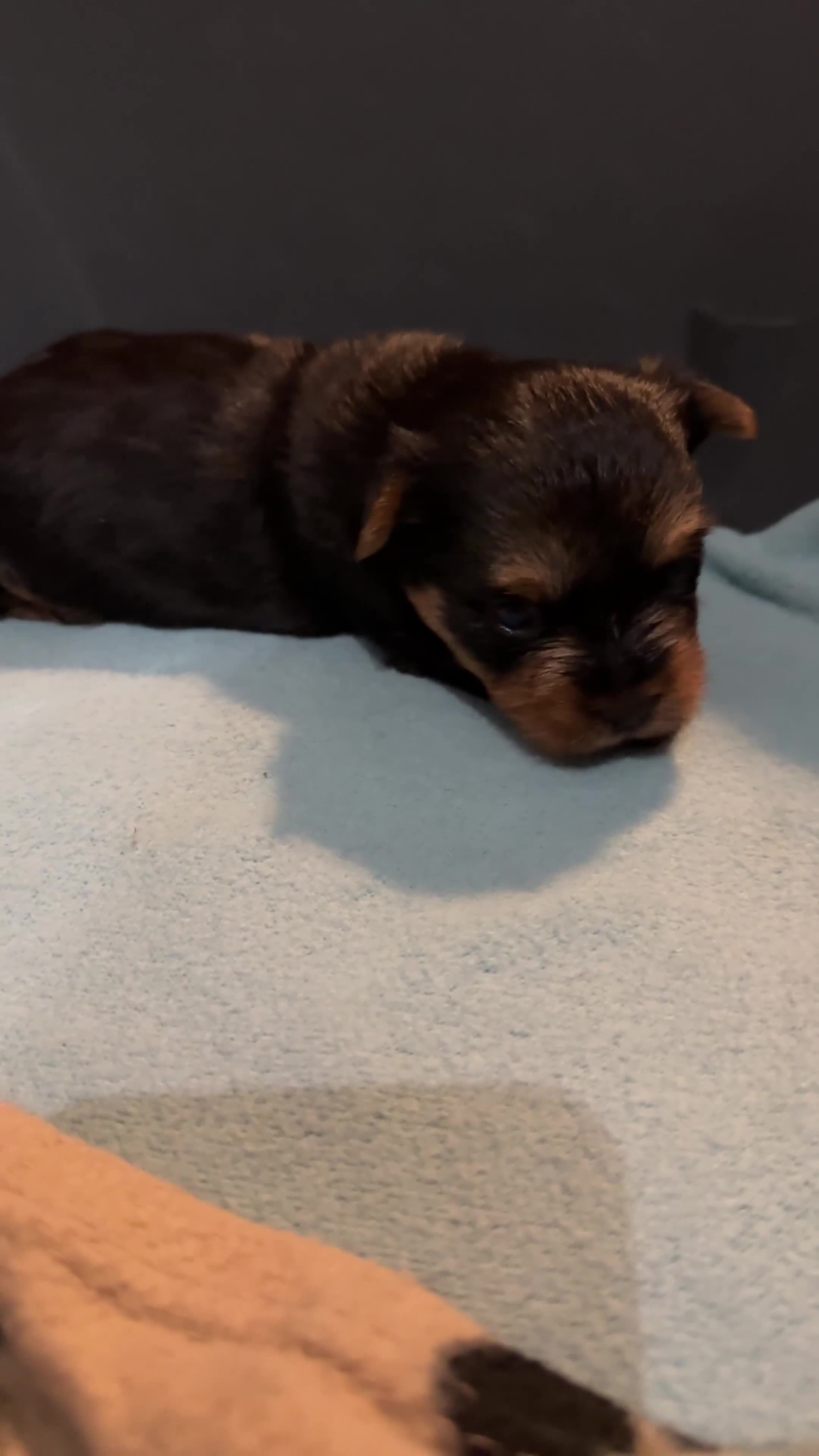 Yorkshire Terrier dogs for sale: Boy and girl -mini Yorkshire terrier  - Video 1