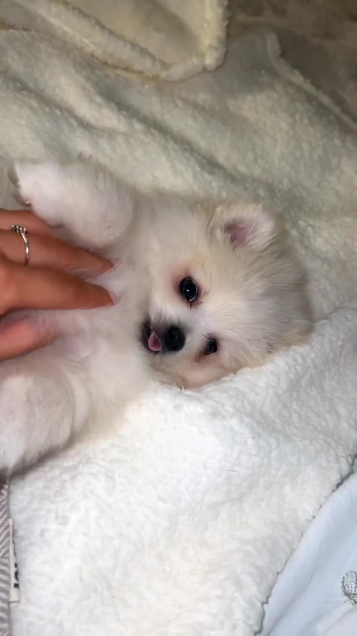 Pomeranian dogs for sale: Little Pomeranian boy puppy - Video 1