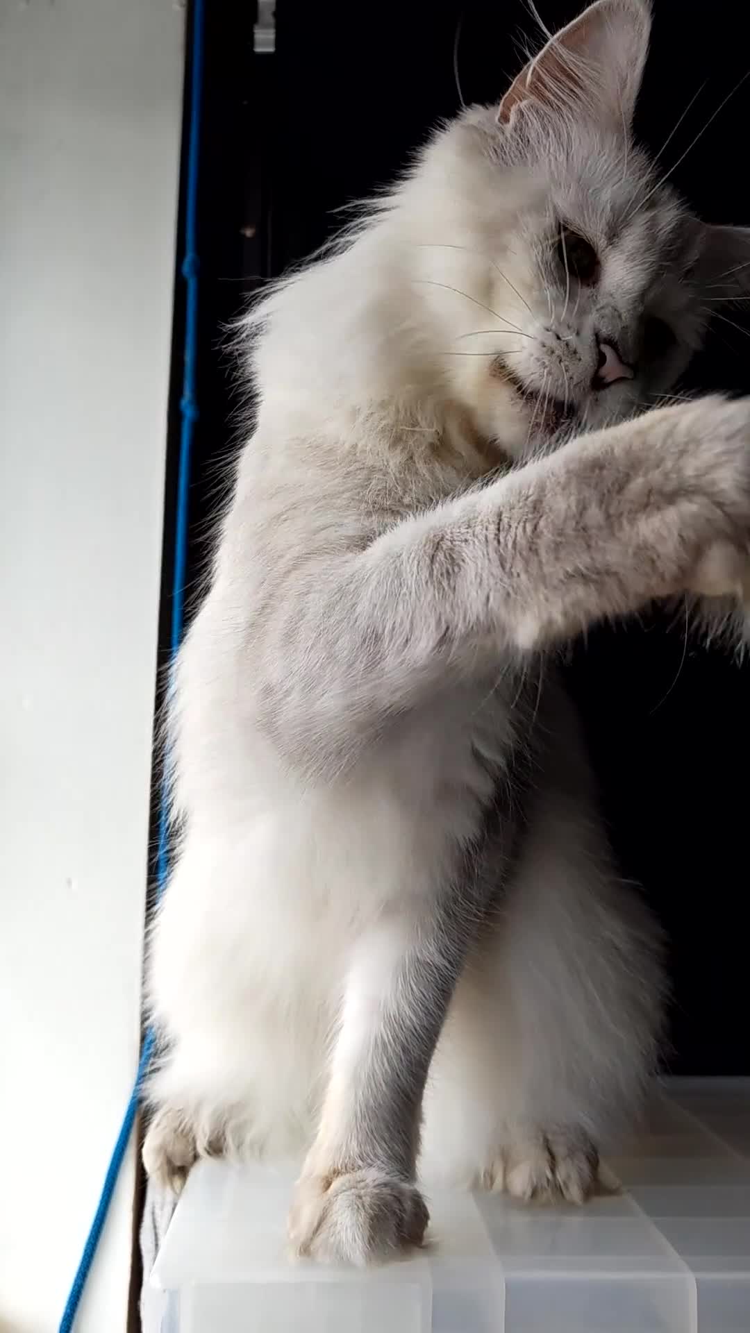 Maine Coon cats for sale: Maine Coon Boy Chinchilla looking forever home  in Castleford - Video 1