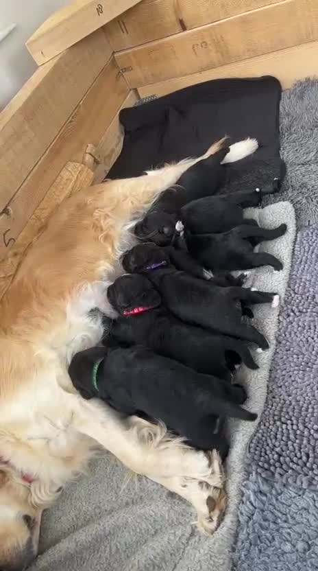 Mixed Breed dogs for sale: Golden Mountain Dog Puppies - Video 1