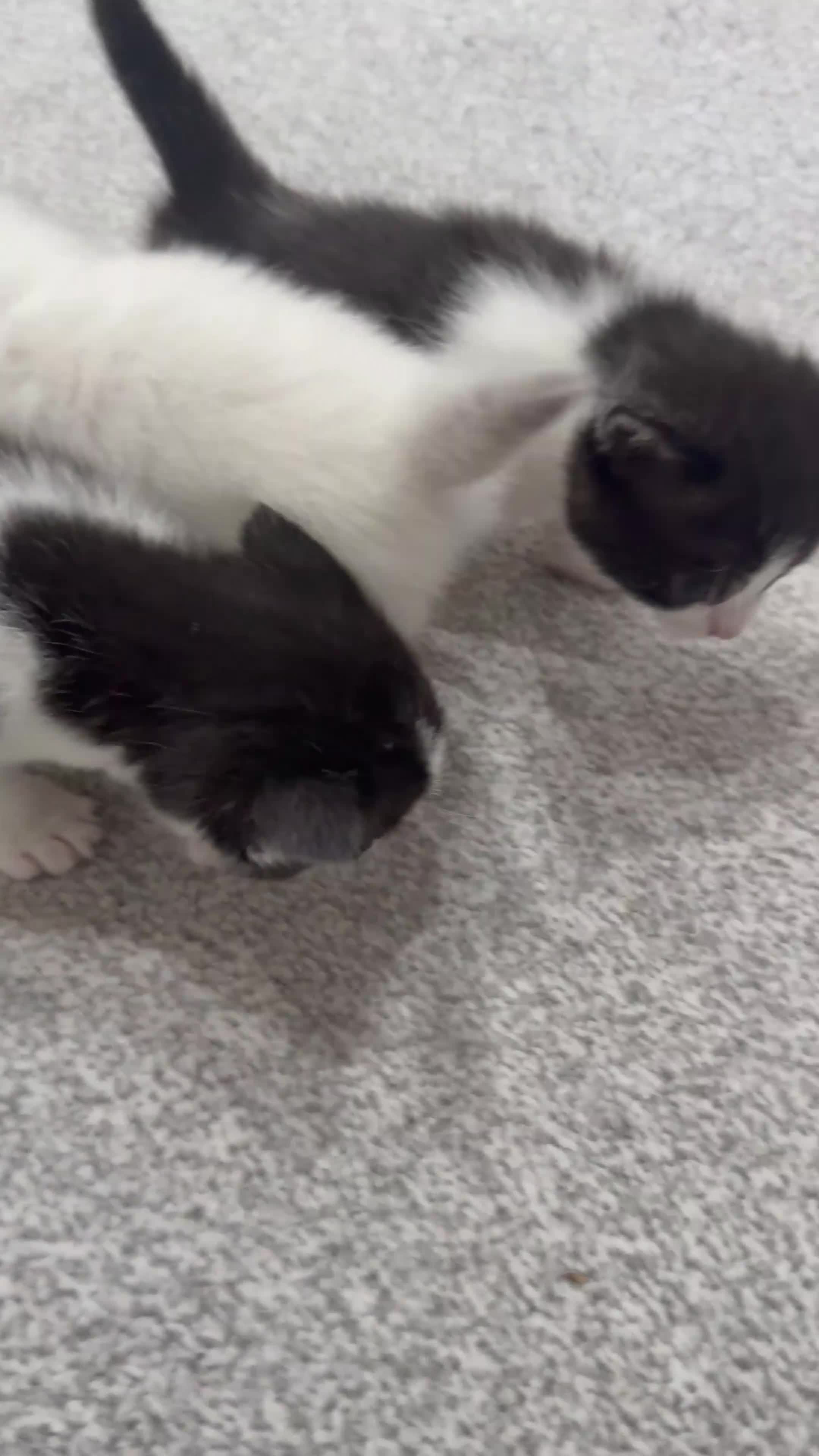 Bengal cats for sale: 4Beautiful Male Kitten Ragdoll & Ragdoll x Bengal in Altrincham - Video 1