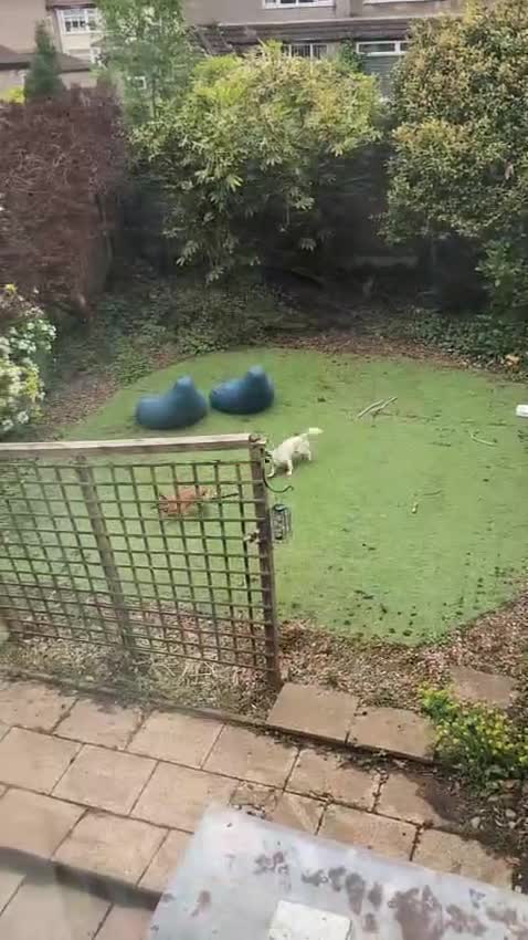 Mixed Breed dogs for adoption: ❤️CANDY & ESMERALDA❤️ TWO LITTLE DELICATE SOULS in Liverpool - Video 2