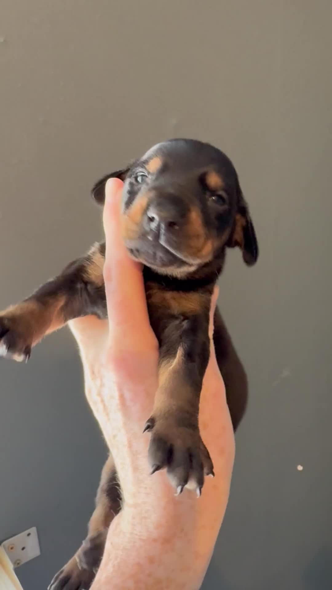 Dobermann dogs for sale: ❌ ready monday❌Health tested Dobermans not Kc reg  - Video 2
