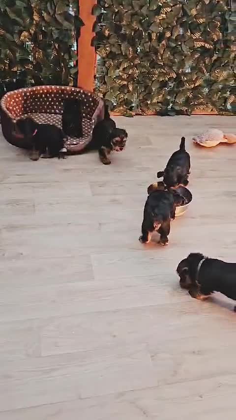 Yorkshire Terrier dogs for sale: Yorkshire Terrier puppies - Video 3