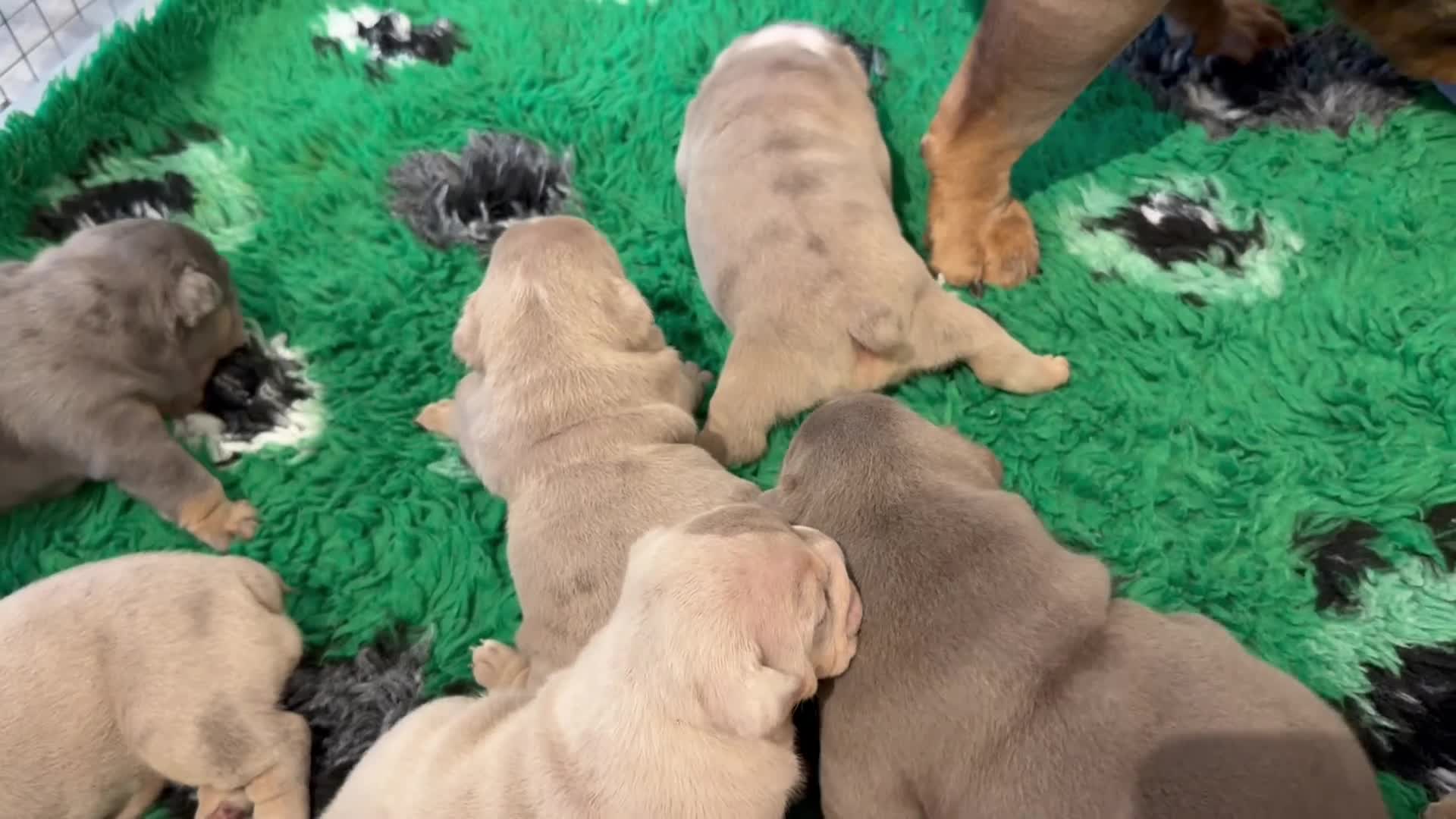 English Bulldog dogs for sale: Kc reg Incredible litter health tested Parents  - Video 1
