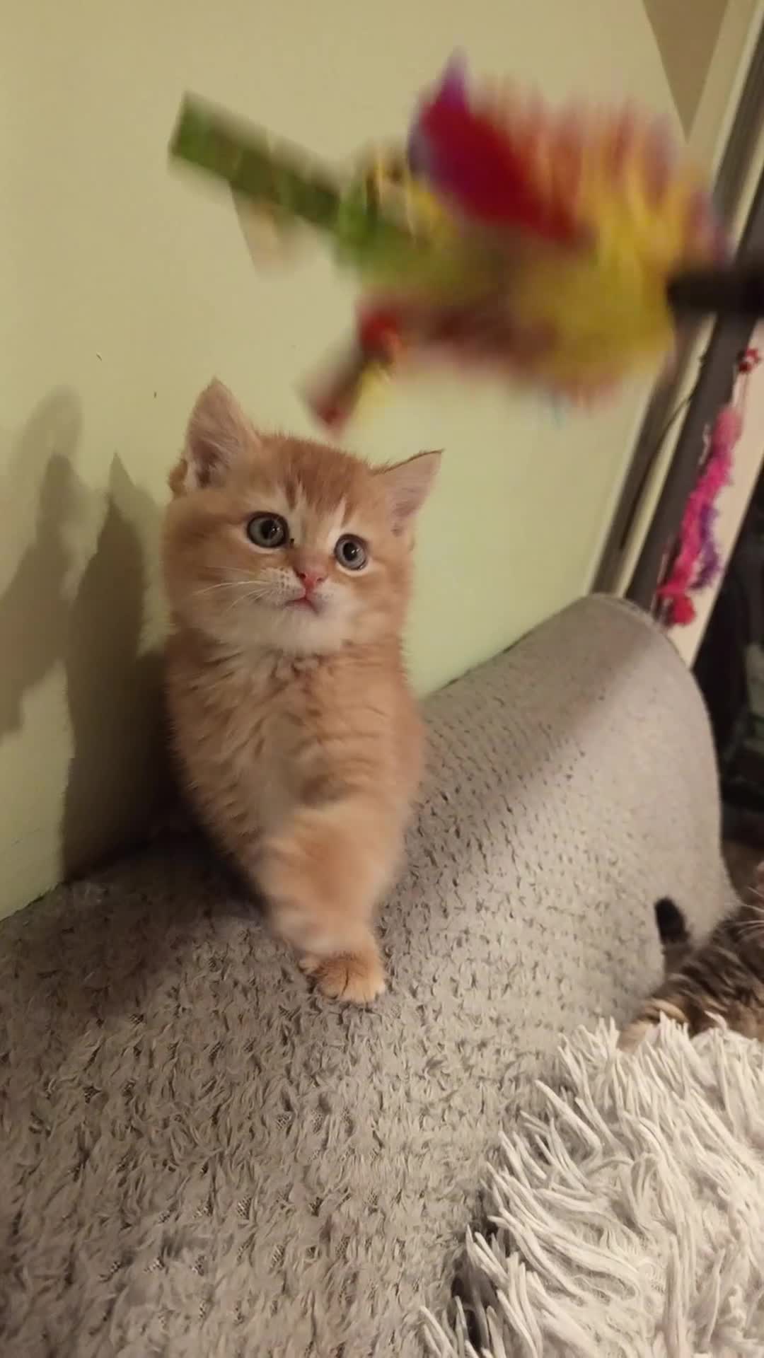 Scottish Fold cats for sale: One boy and 3 girls Scottish fold and straight  - Video 1