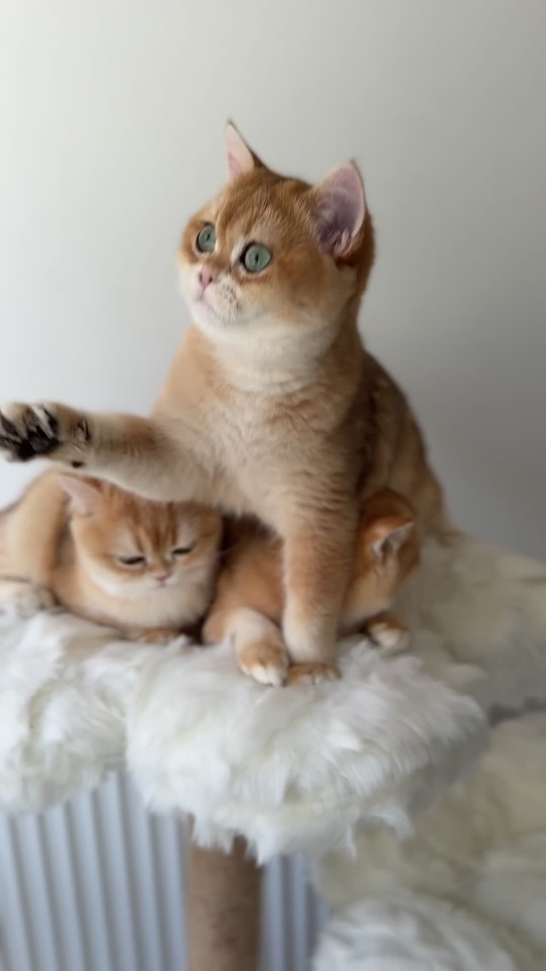 British Shorthair cats for sale: British Shorthair Golden kittens  - Video 3
