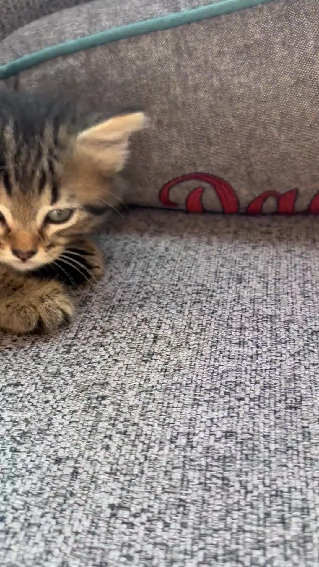 British Shorthair cats for sale: Friendly and beautiful kittens - ready now  - Video 1