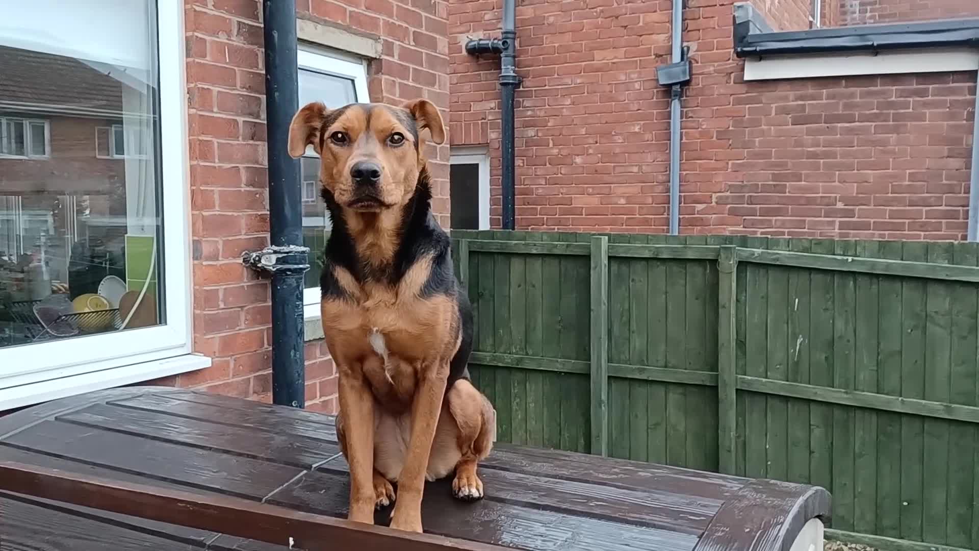 Mixed Breed dogs for sale: Steph - Video 1