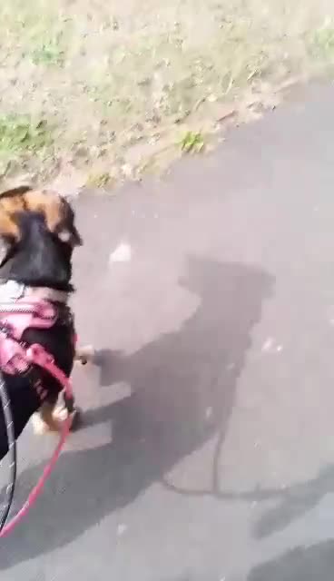 Mixed Breed dogs for adoption: Echo – 9 months old. Female, Mixed breed. - Video 2