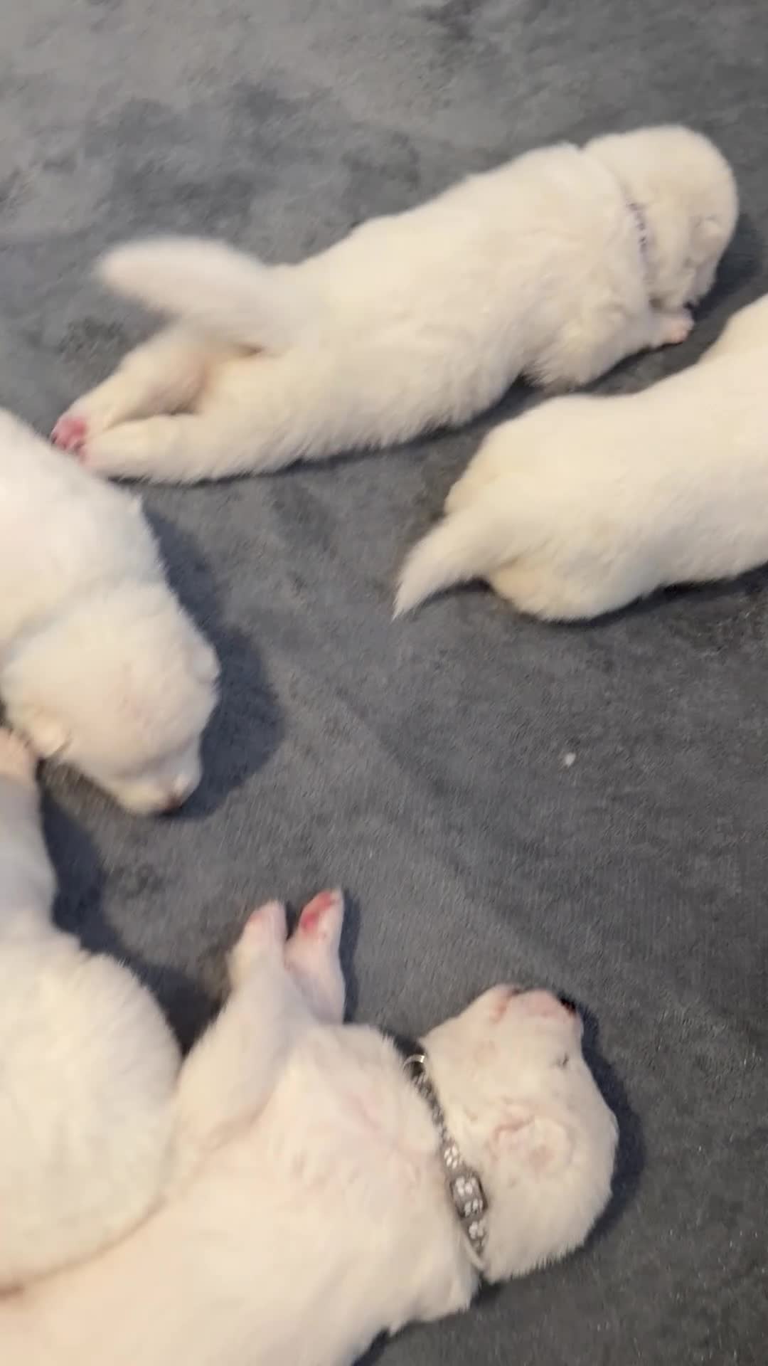 Samoyed dogs for sale: 🐾 Beautiful Samoyed Puppies Available 🐾 - Video 1