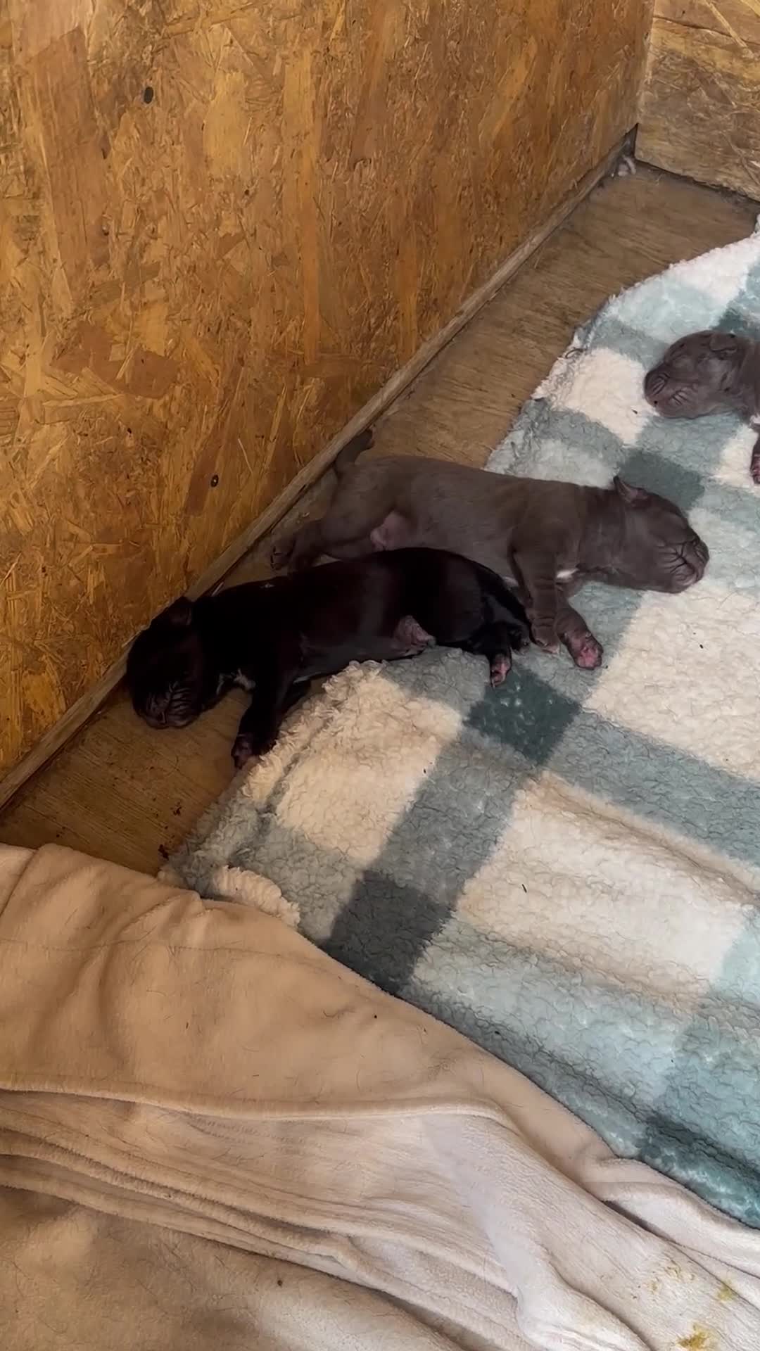 Cane Corso dogs for sale: Cane corso pups  - Video 2