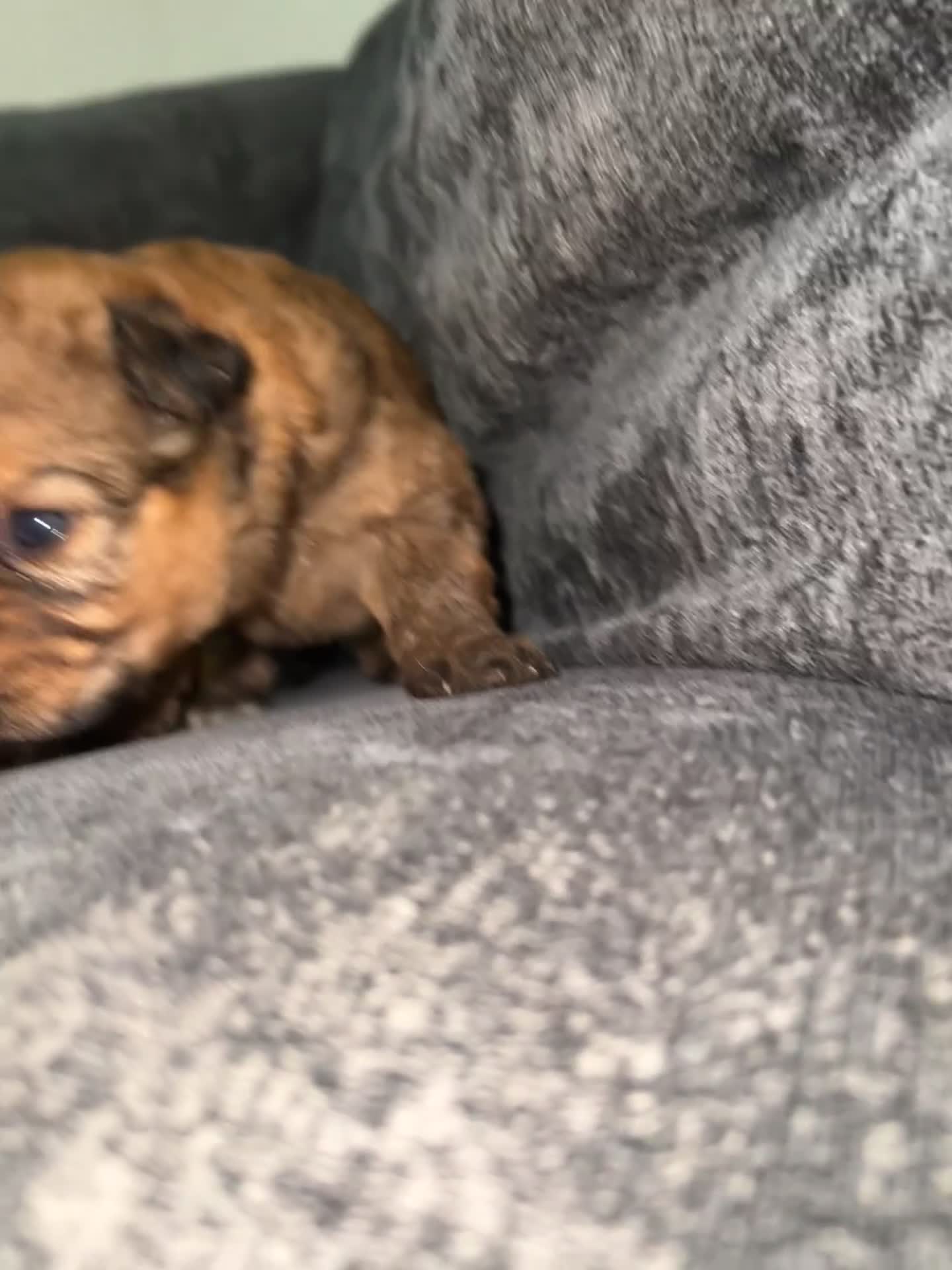 Mixed Breed dogs for sale: 7 beautiful Malkita x puppies with unique colours  - Video 2