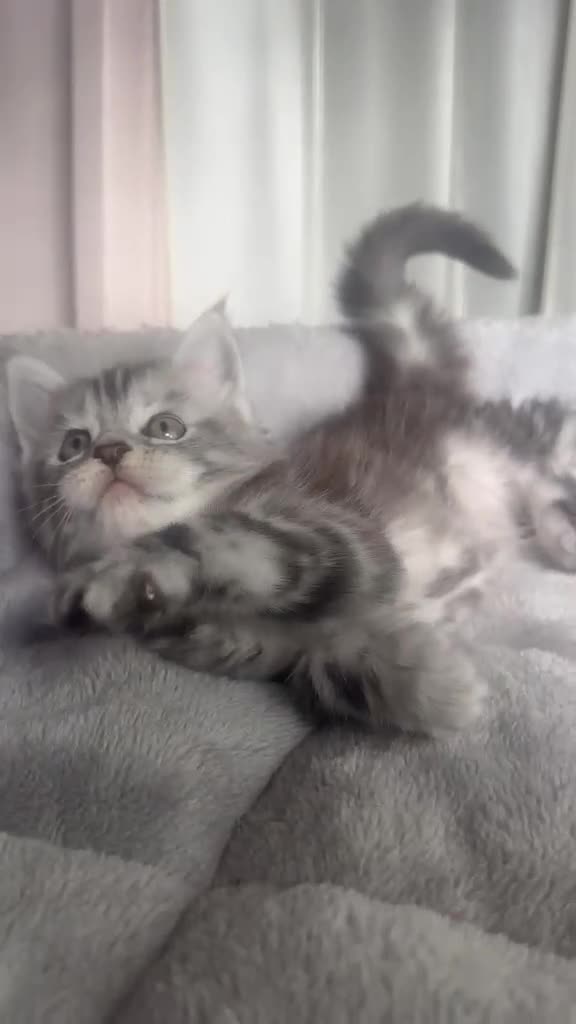 Maine Coon cats for sale: Stunning Maine Coon Litter Of Kittens  - Video 2
