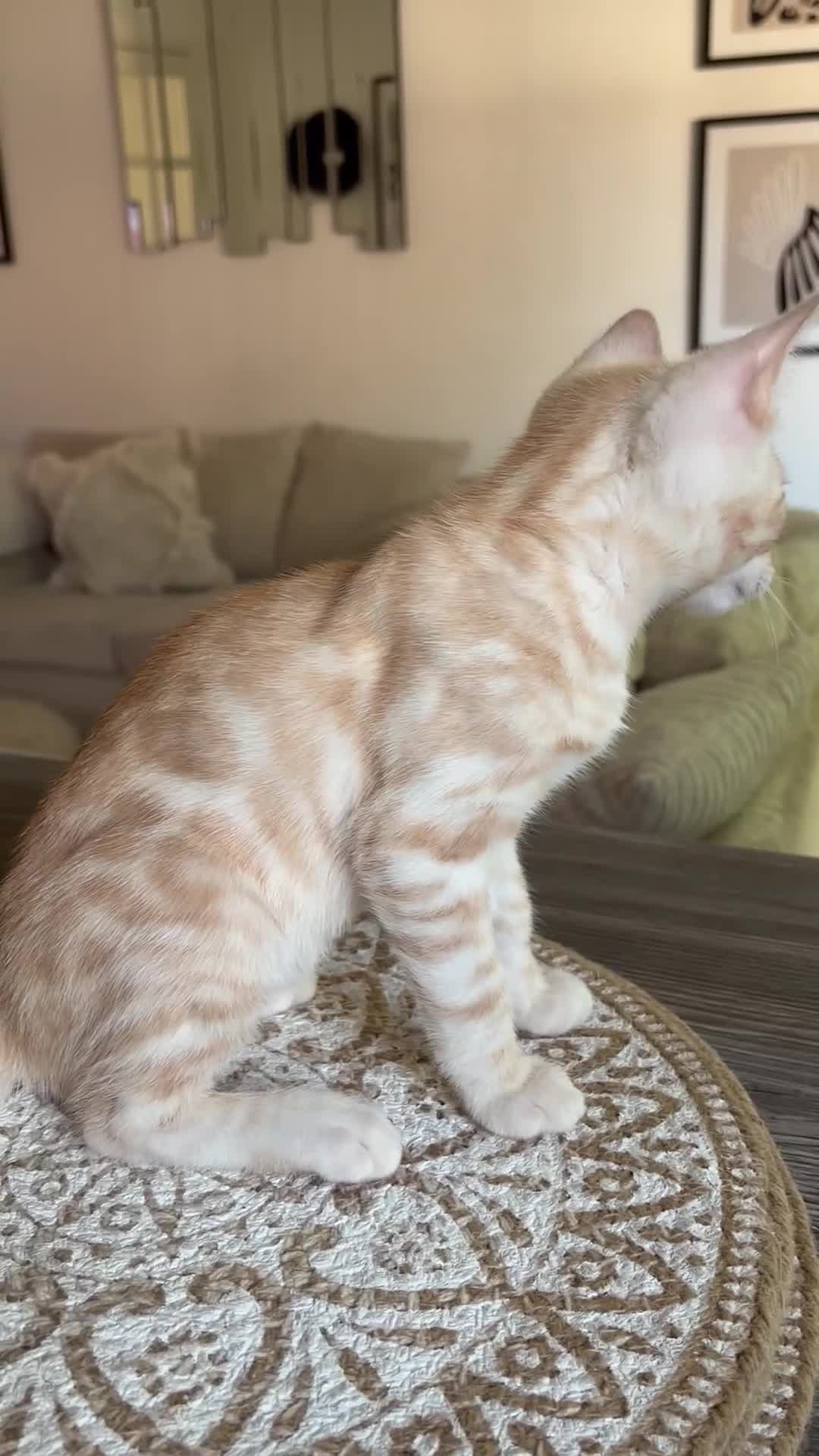 Bengal cats for sale: Unique Bengal Kittens  - Video 2