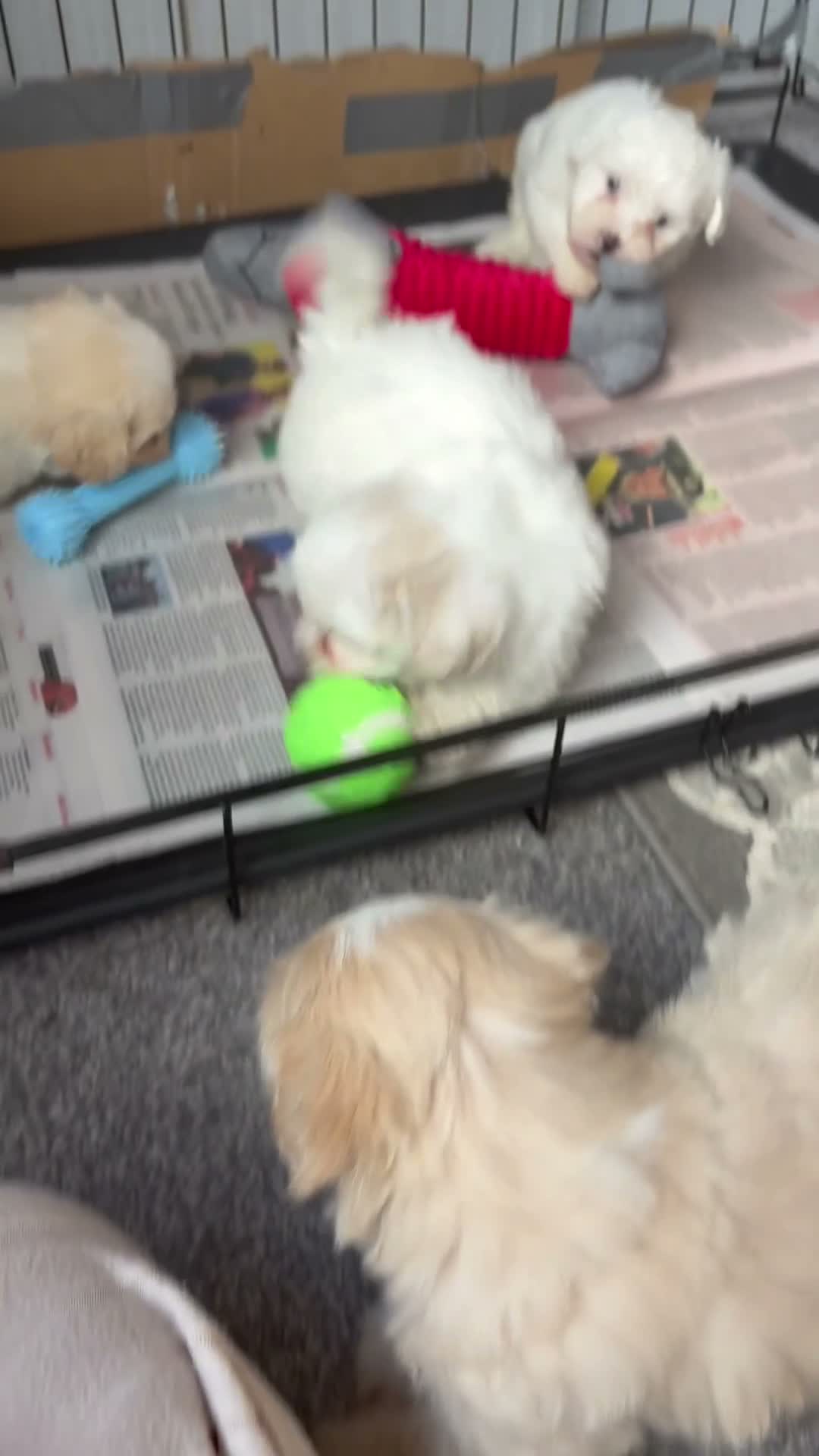 Maltipoo dogs for sale: Here we have a stunning littler of maltipoo pups  - Video 1