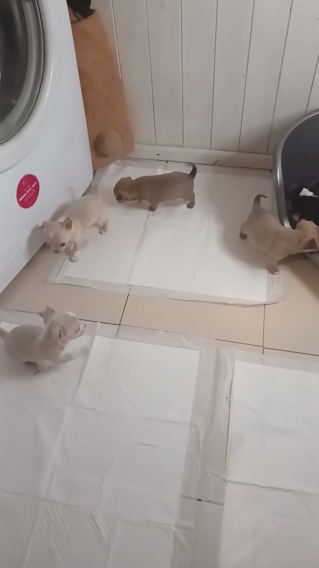 Chihuahua dogs for sale: Beautiful Chihuahua Puppies - Video 1