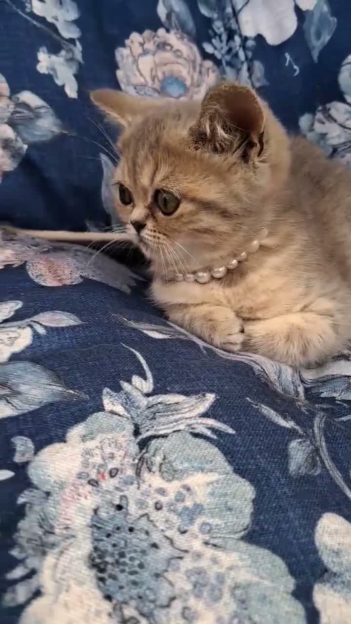 Scottish Fold cats for sale: Beautiful kitty - Video 1