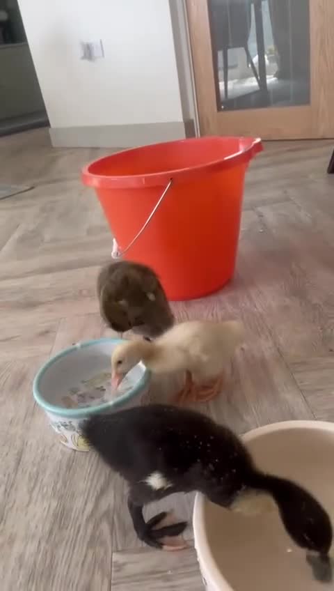 Ducks poultry for sale: Gorgeous unsexed ducklings - Video 1