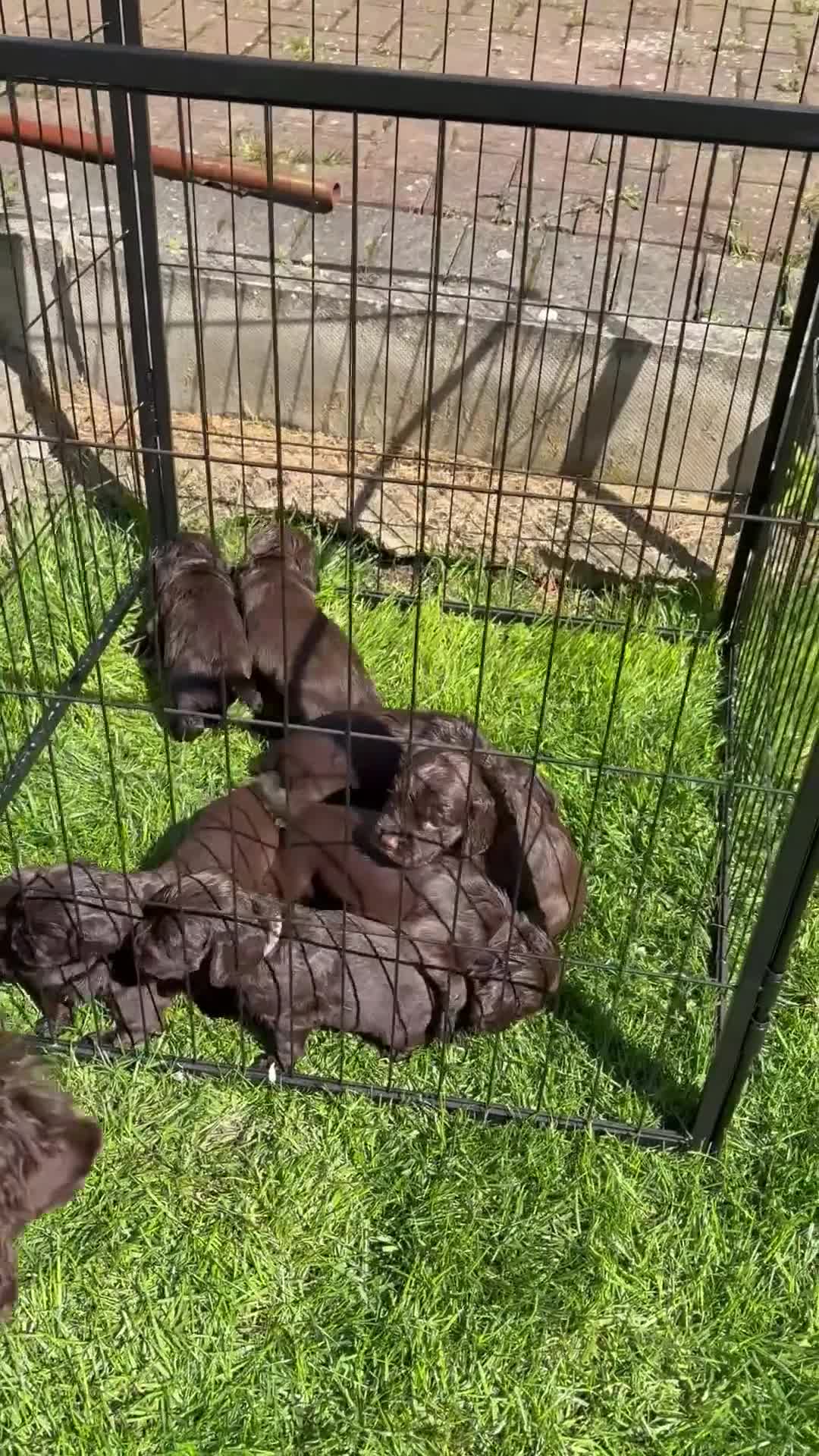 Cocker Spaniel dogs for sale: Kc registered working cocker spaniels  - Video 1
