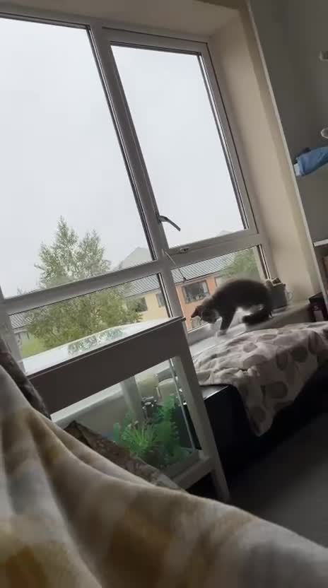 Maine Coon cats for sale: Mainecoon Male Kitten - Video 1