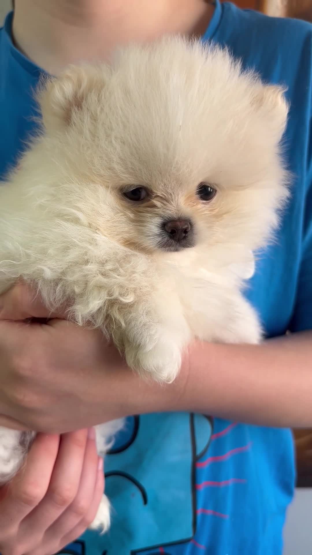 Pomeranian dogs for sale: Teddy Bear Pomeranians  - Video 4