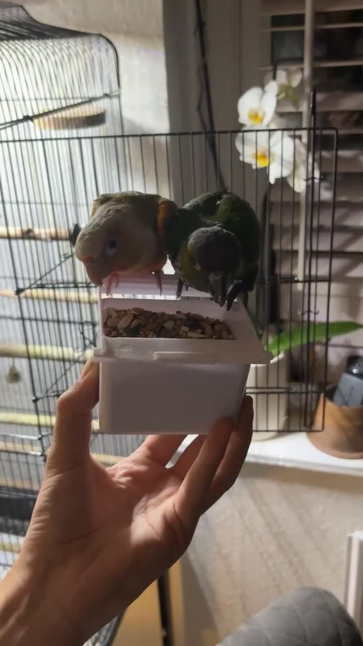 Conures birds for sale: 🦜 Beautiful Conure Pair (Pineapple + Green Cheek) - Video 1