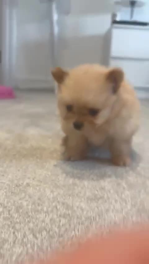 Pomeranian dogs for sale: 2 pomeranian puppies for sale  - Video 1