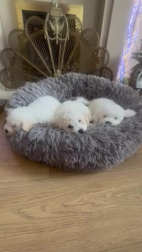 Bichon Frise dogs for sale: Bichon frise puppies 2 boys 1 girl - Video 1
