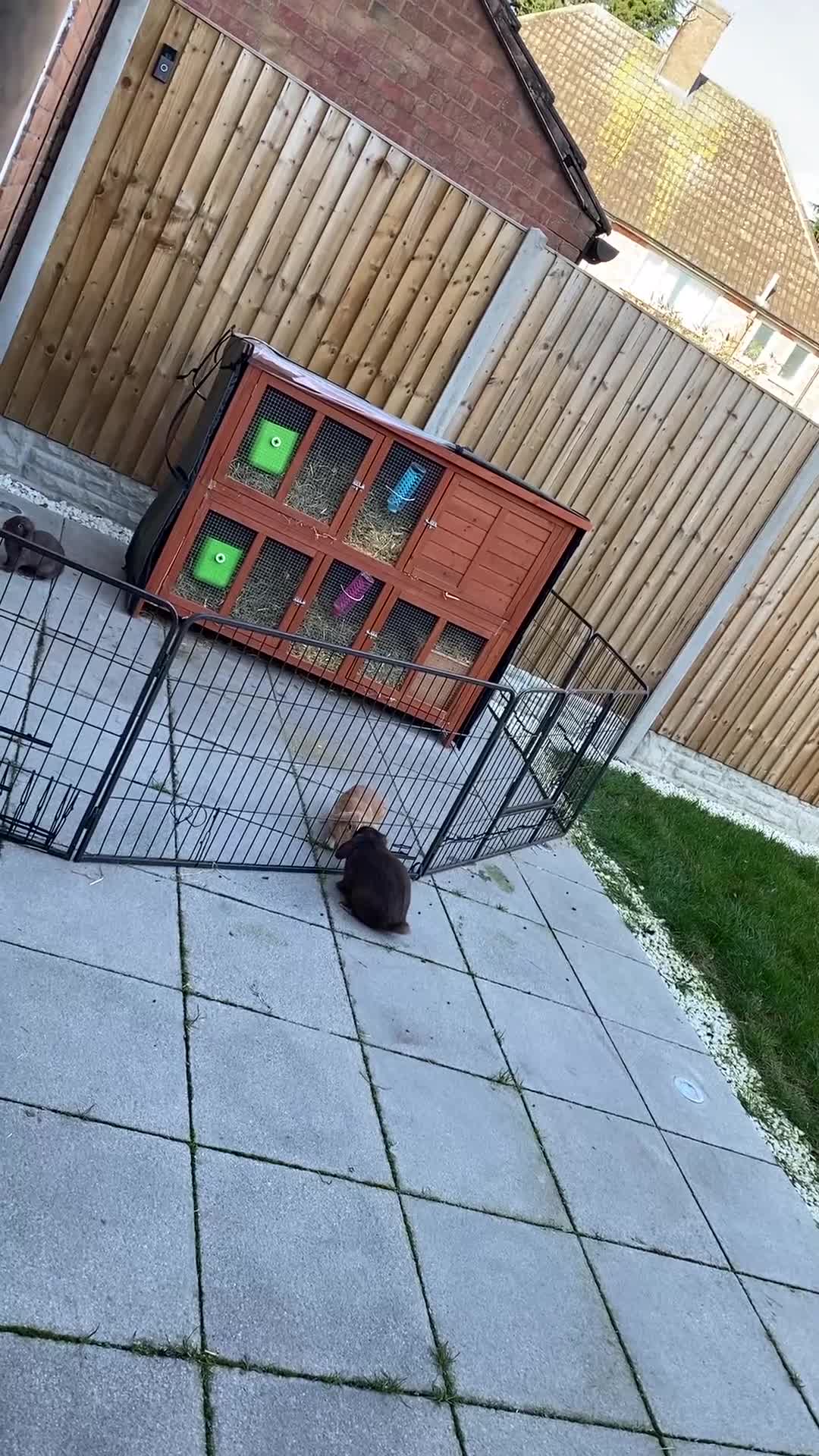 Mini Lop rabbits for sale: 3 rabbits for rehoming) in Leicester - Video 1