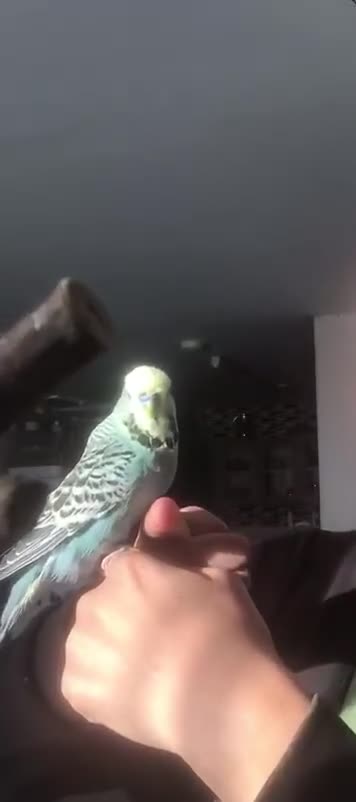Budgerigars birds for sale: Exhibition budgie looking for a new home - Video 1