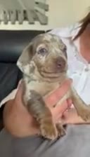 Miniature Dachshund dogs for sale: 4 miniature KC dachshund puppy’s  - Video 1