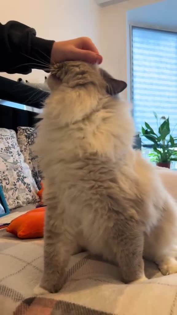 Ragdoll cats for sale: Male Ragdoll pure breed.  - Video 3