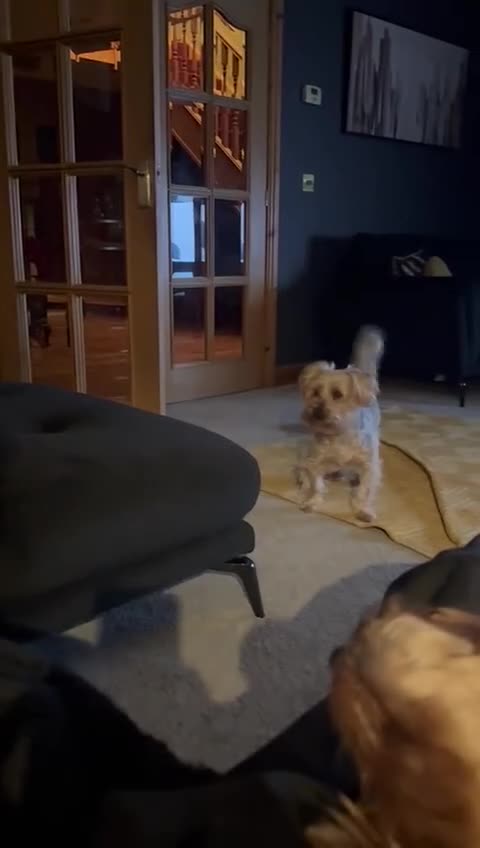 Yorkshire Terrier dogs for adoption: 🐾🍪COOKIE – a Charming Little Y.T. Gentleman 🍪🐾 - Video 1