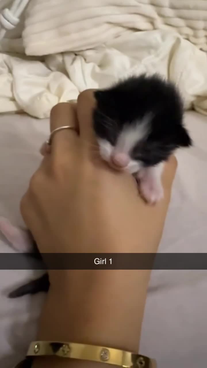 Mixed Breed cats for sale: 4 beautiful kittens for sale  - Video 1