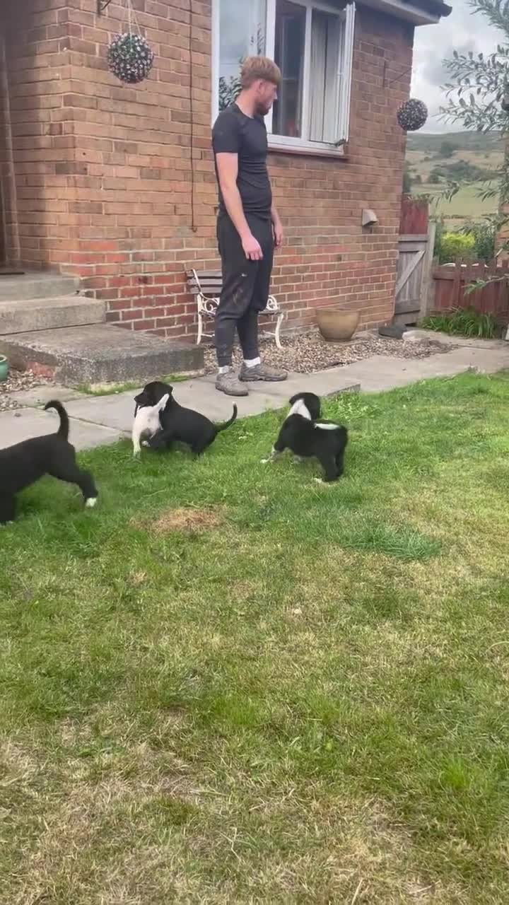 Mixed Breed dogs for sale: 🤍🖤Black roan cocker collies🖤🤍 - Video 5