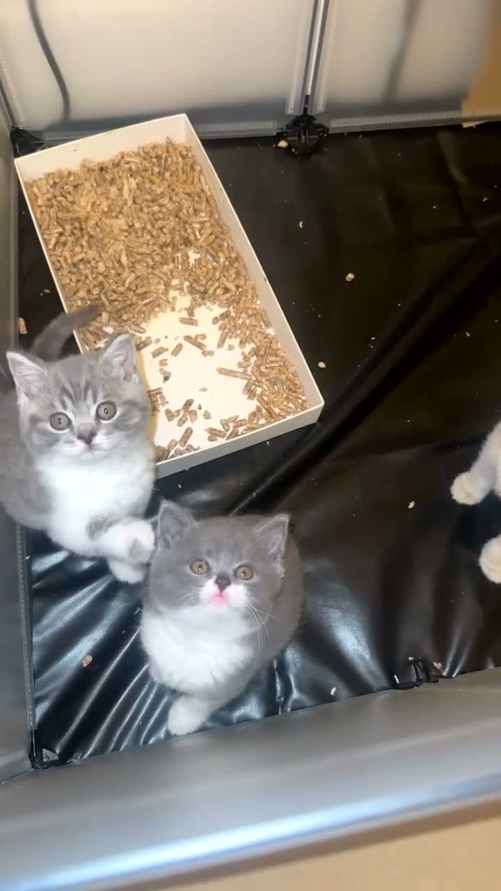 British Shorthair cats for sale: Beautiful British Shorthair Cross Kittens - Video 1